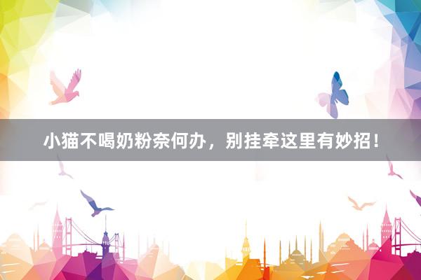 小猫不喝奶粉奈何办，别挂牵这里有妙招！
